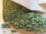 Houblon