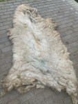 Laine de mouton engrais